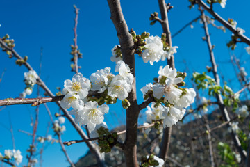 Cherry Tree Blossom