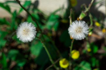  Eyes from white flowers, plants live