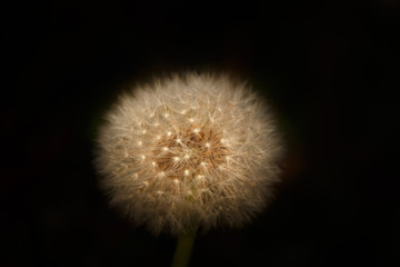 dandelion light