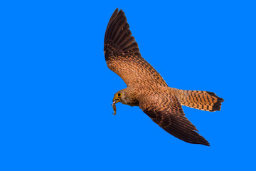 Flying falcon with hunt. Blue sky background. Bird: Lesser Kestrel. Falco naumanni.