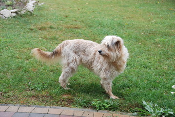 dog on grass