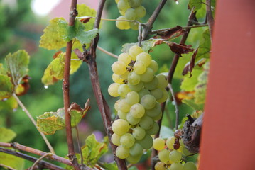grapes on the vine