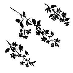 Silhouette of apple or cherry flower with leaf, branch  blossom, vector,  black color, isolated on white background