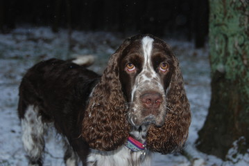Springer spaniel