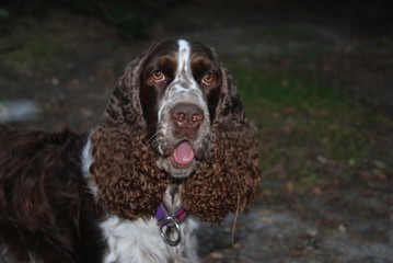 Spaniel in the woods