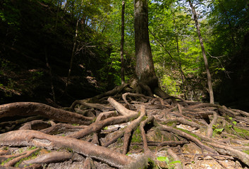 Fototapeta premium Tree roots