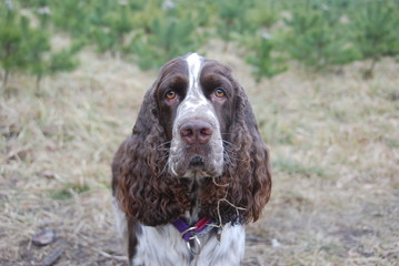 English springer spaniel in the woods