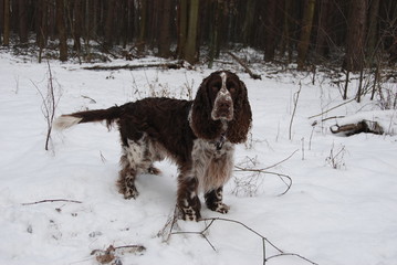 English springer spaniel in the snow