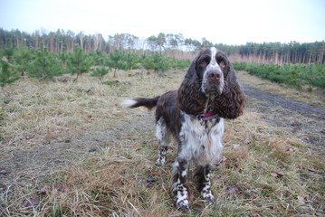 English springer spaniel in the woods