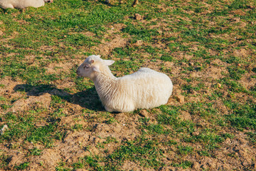 Fototapeta premium Flock or herd of Sheep and lambs grazing in meadow and eating grass at rural area or village