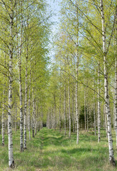 Fototapeta na wymiar Birch tree with fresh green leaves in spring,
