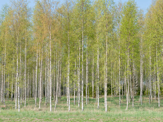 Birch tree with fresh green leaves in spring,