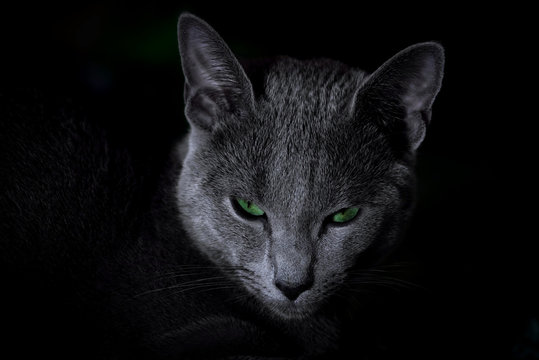 Russian Blue Cat With Green Eyes Sitting In The Dark