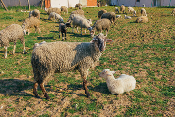 Flock or herd of Sheep and lambs grazing in meadow and eating grass at rural area or village
