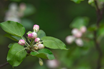 The flower buds of apple tree on a green blurred background