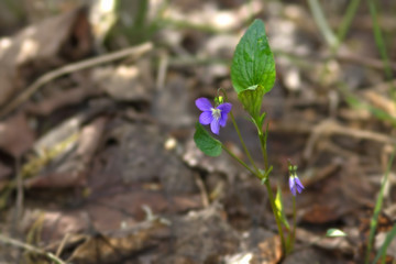 Medicinal plants. Wild violet viola in spring in the forest. The background is blurred