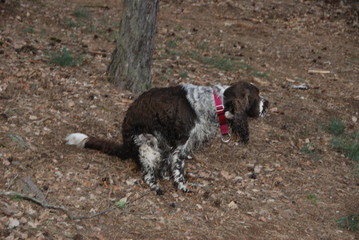 Pooping dog