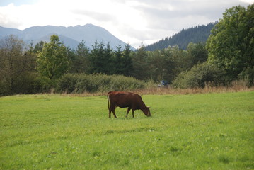 Fototapeta premium Brown cow on the pasture