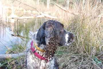 English springer spaniel in the woods
