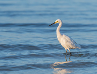 Snowy Egret Wades in Rippling Water