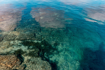 coral reef in the sea