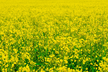 richly blooming yellow rape field