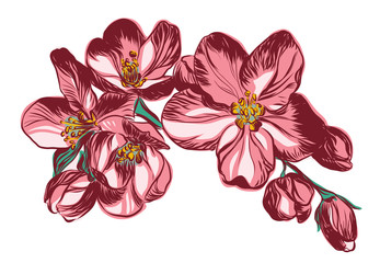 Hand drawn,vector, apple tree flowers.Spring blossom.