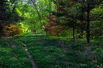 path in the forest
