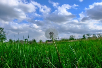 dandelion on green background of blue sky
