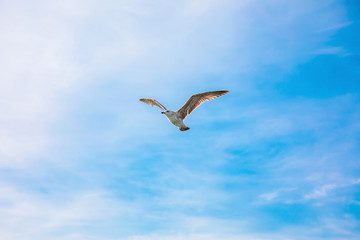 Seagull flying under clean blue sky