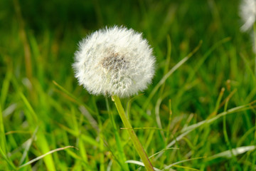 dandelion on green background of grass
