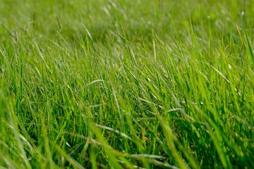 closeup of green grass