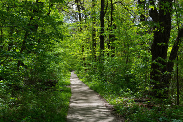 Fototapeta na wymiar Walkway through the woods