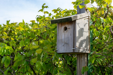birdhouse on a tree