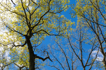 Spring leaves