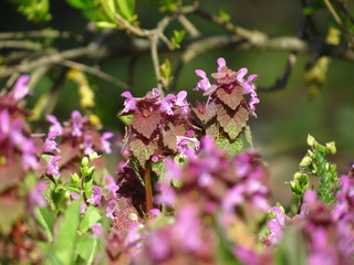 pink flowers in garden