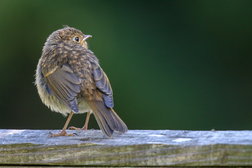 Fledgling Robin