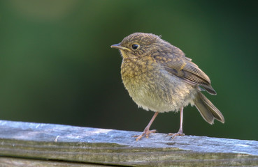 Fledgling Robin