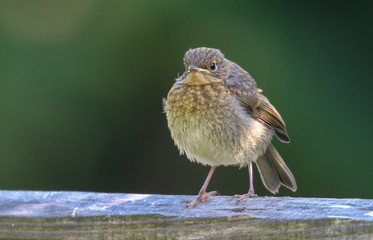 Fledgling Robin