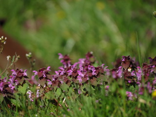 bee on flower