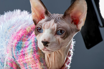 Canadian Sphynx cat wearing  bright knitted sweater close-up portrait in studio on gray background