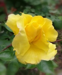 yellow  ROSE