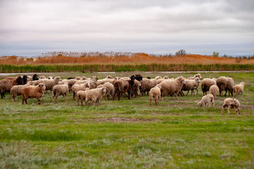 Flock of sheep, ram and goats graze in meadow, in forest by the river. Sheep with little lambs. South of Russia landscape with sheep and goat in spring time at  farm , traditional farming