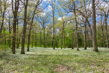 Open field in the woods