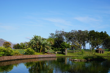 Fototapeta premium Close up with Madeira specific vegetation in a summer sunny day