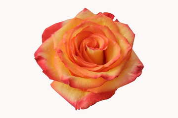 Blooming bud of yellow-red rose on a white background.