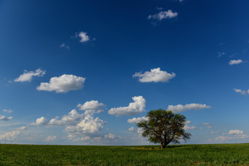 Symbolic tree of the pampa,La  Pampa, Argentina