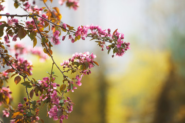 Photo of a tree branch with small pink flowers. spring tree in park