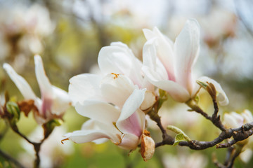 Fototapeta na wymiar Photo of a Spring beautiful flowers, new life, blurry background
