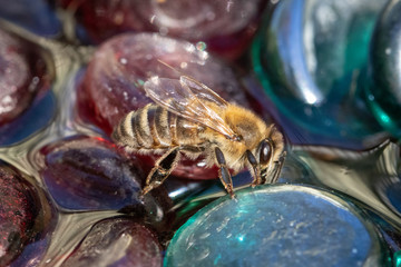Sweet Lil' Bee